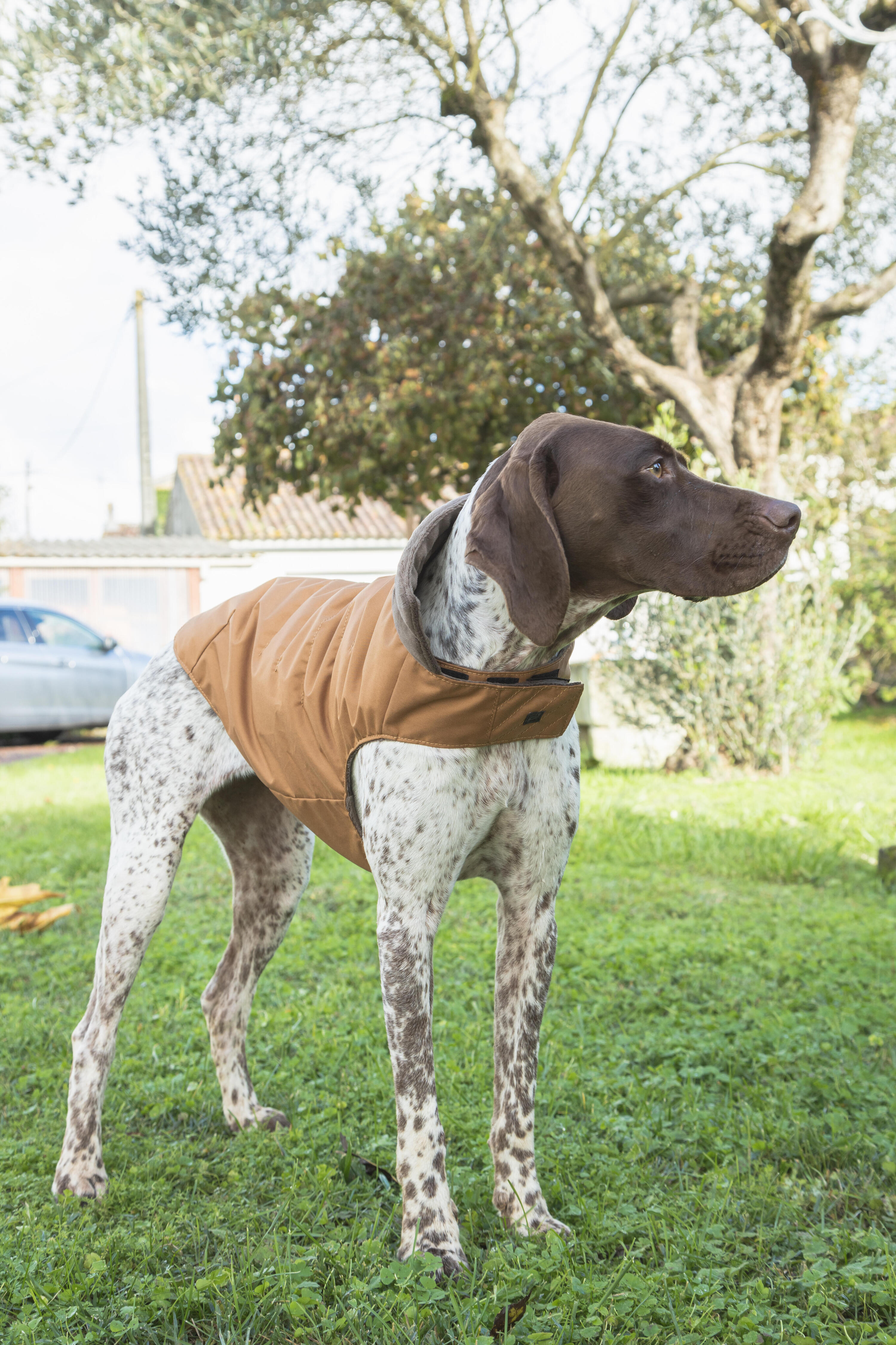 Abrigo Chaleco Perro Marrón Cálido Adaptable Resistente 15/16