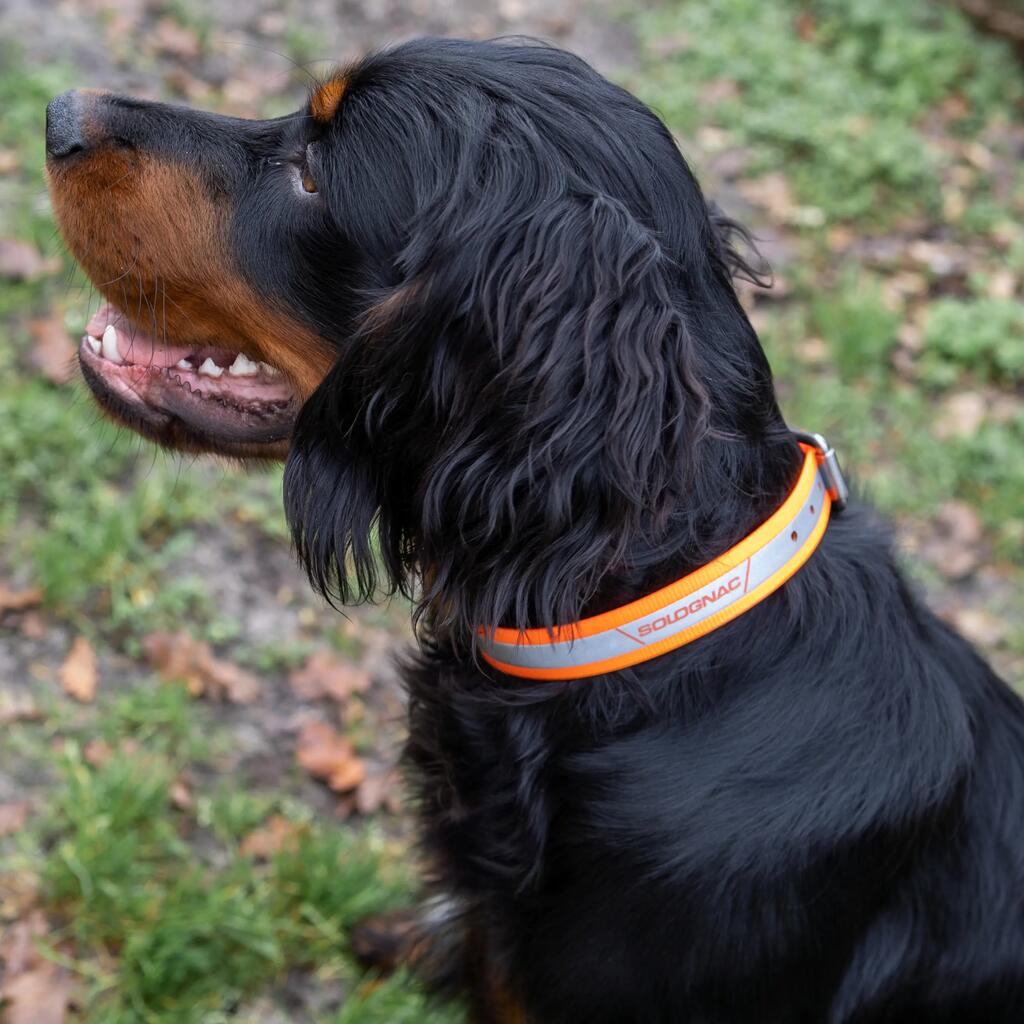 Collier chien Réfléchissant Orange 520