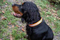 orange reflective dog collar520