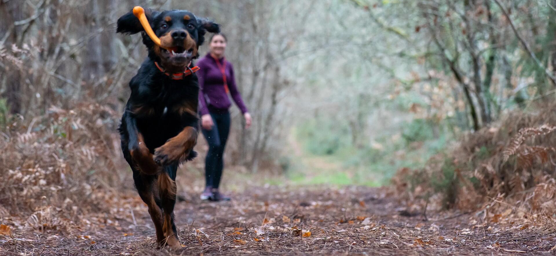 Perro disfrutando de la naturaleza