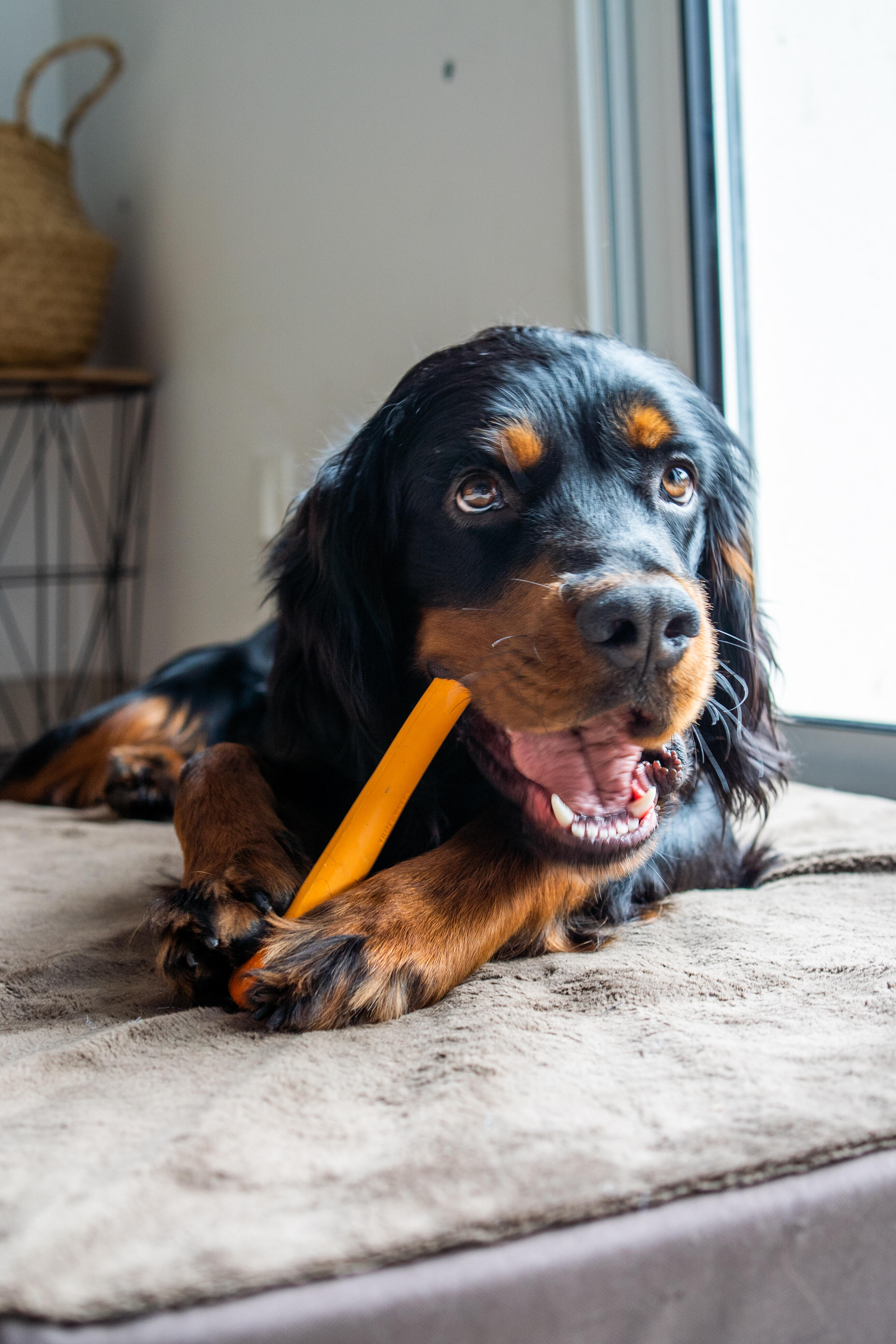 Hundeknochen 100 % Kautschuk M 4/4