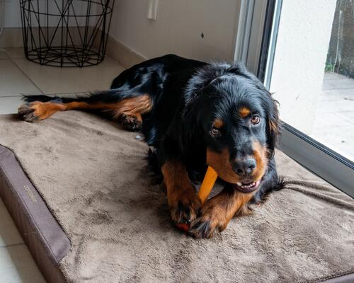 Ce qu'il faut savoir sur le sommeil du chien.