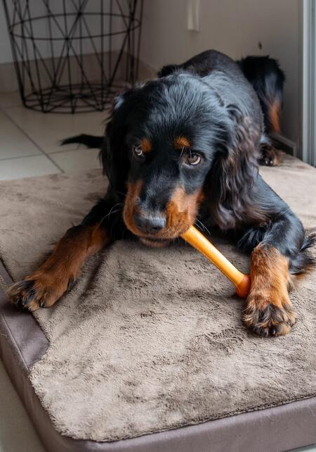 Un article qui explique quelle race de chien privilégier en fonction des types de chasses envisagées