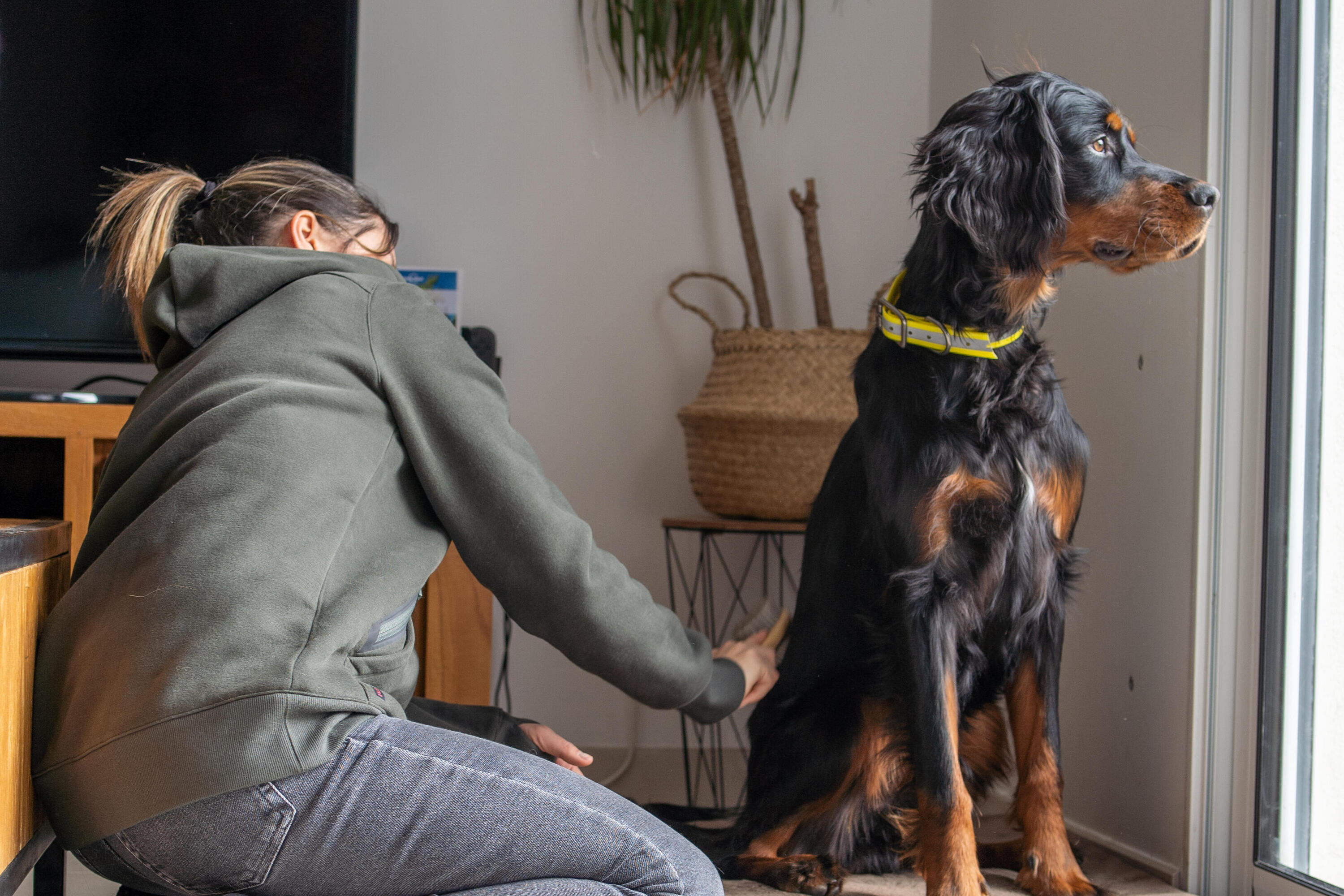 Collare cane caccia 520 riflettente giallo 10/14