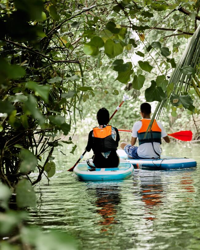 Zwei Personen paddeln auf blauen Brettern im ruhigen, grünen Wasser, umgeben von üppigem Blattwerk.