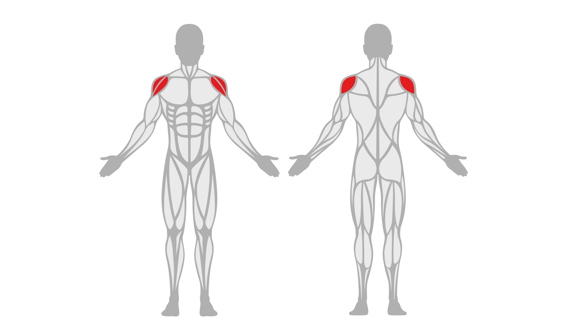 schouder anatomie