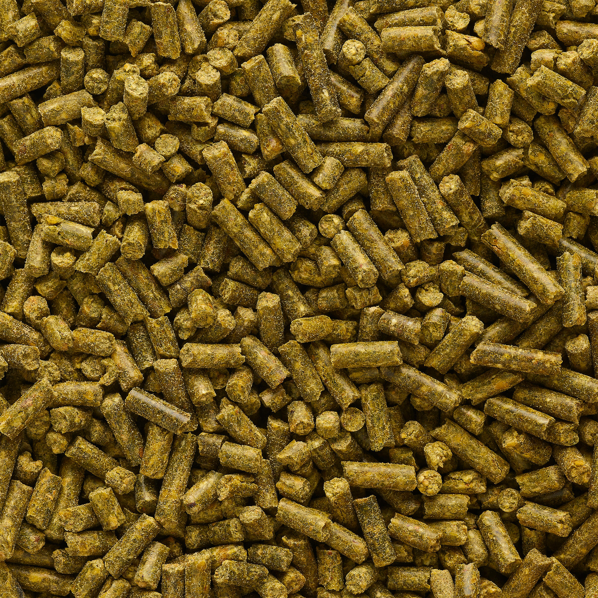 GOOSTER PELLET BABY CORN HEMPSEED SPICY 4MM 0.7KG FOR STILL CARP FISHING 2/3