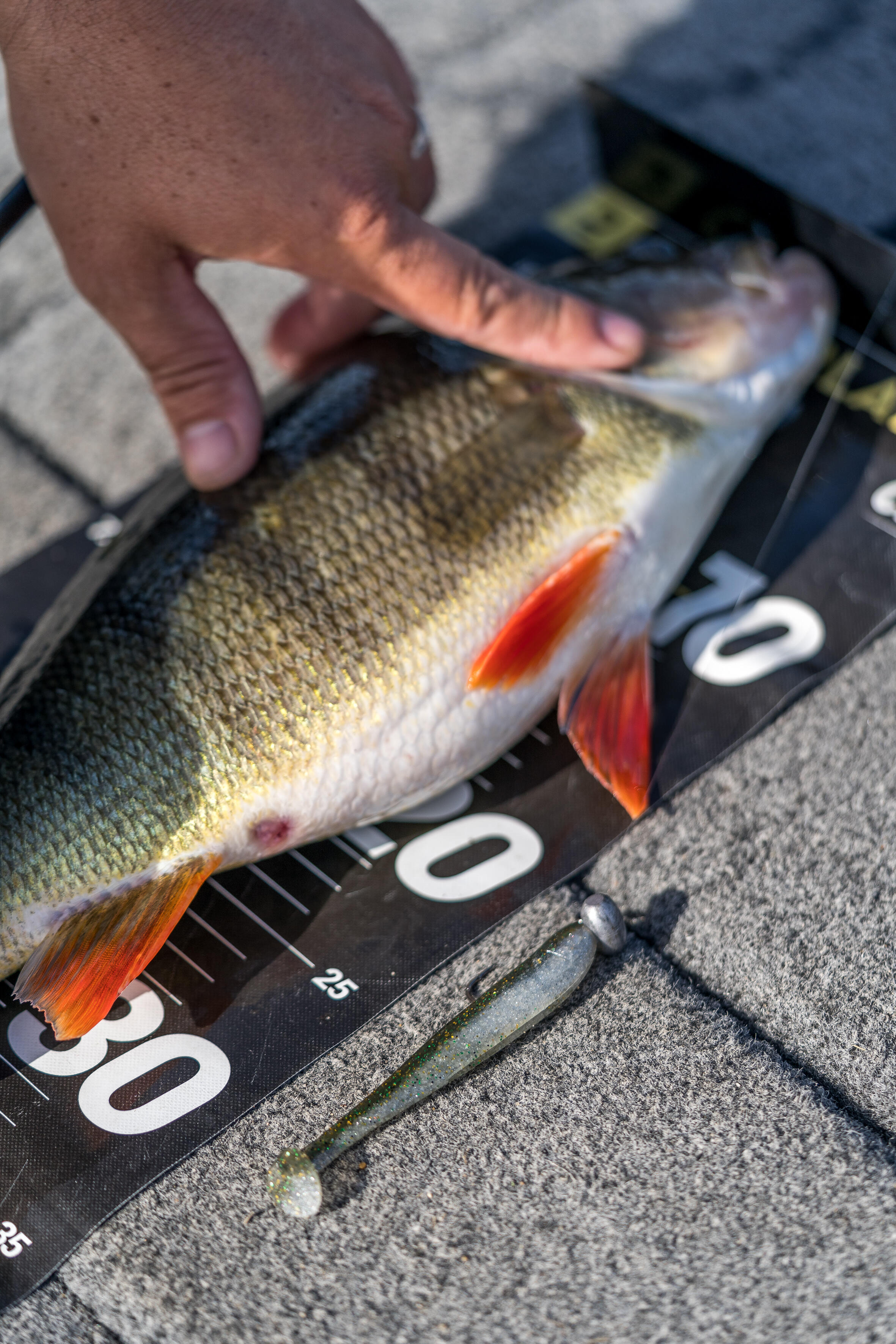 SHAD SOFT LURE WITH WXM YUBARI SHD 120 ATTRACTANT GREEN 10/13