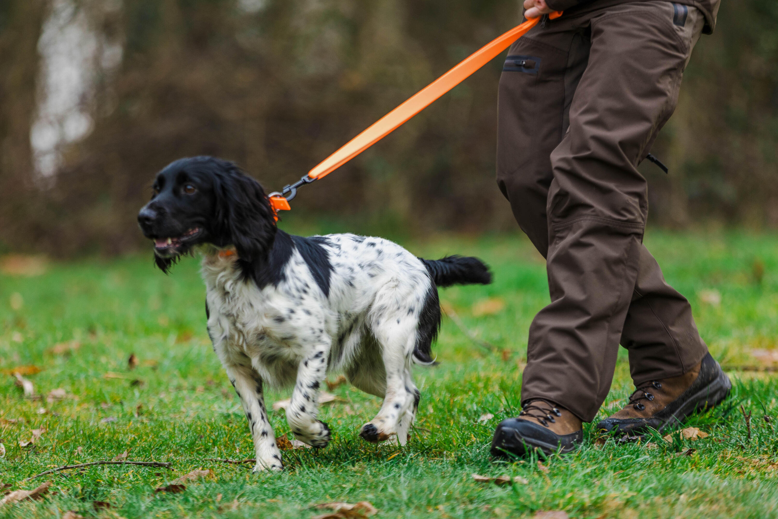 Crocchette cane ADULT ESSENTIAL 12 kg 8/16