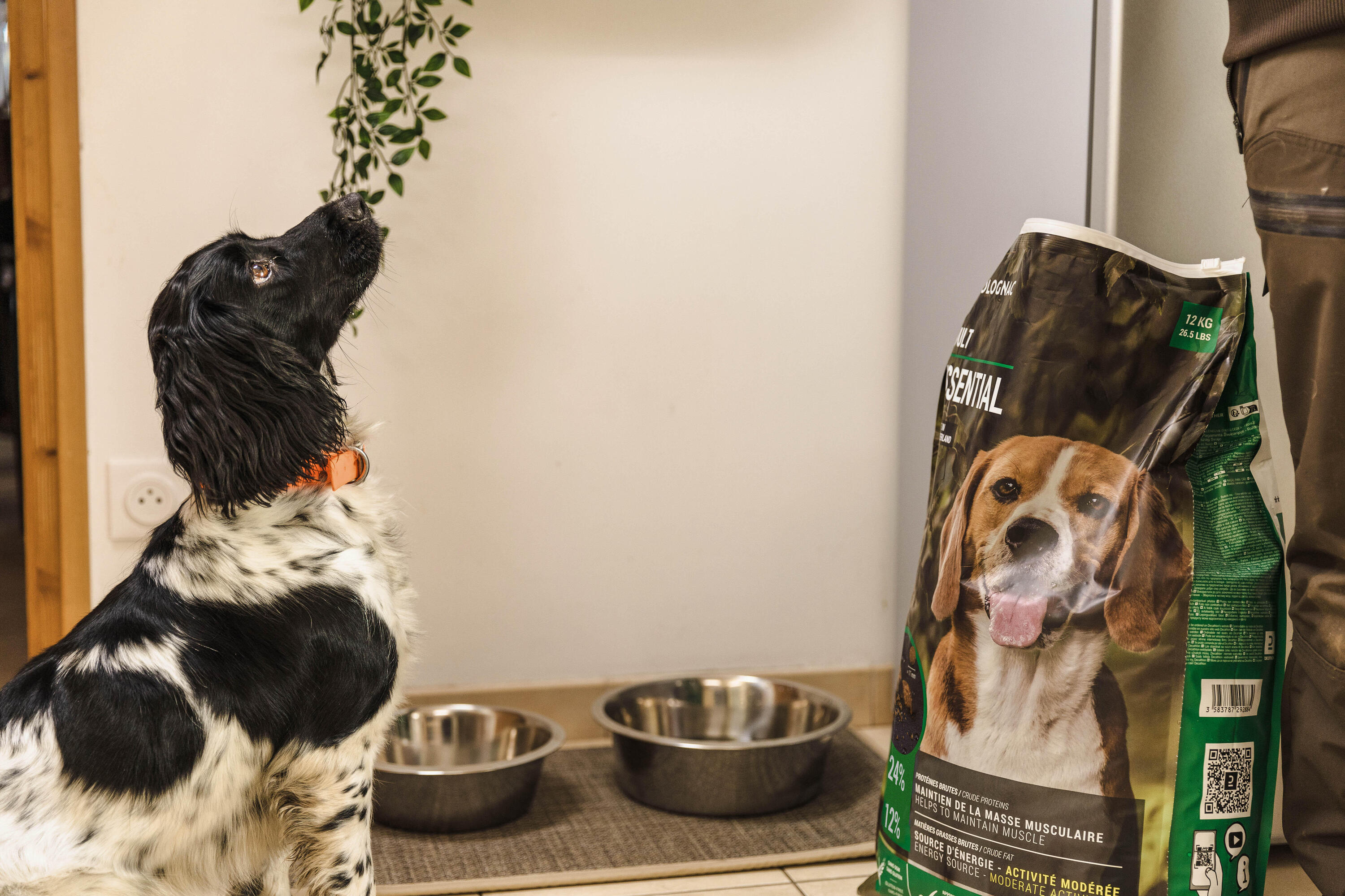 Crocchette cane ADULT ESSENTIAL 12 kg 11/16