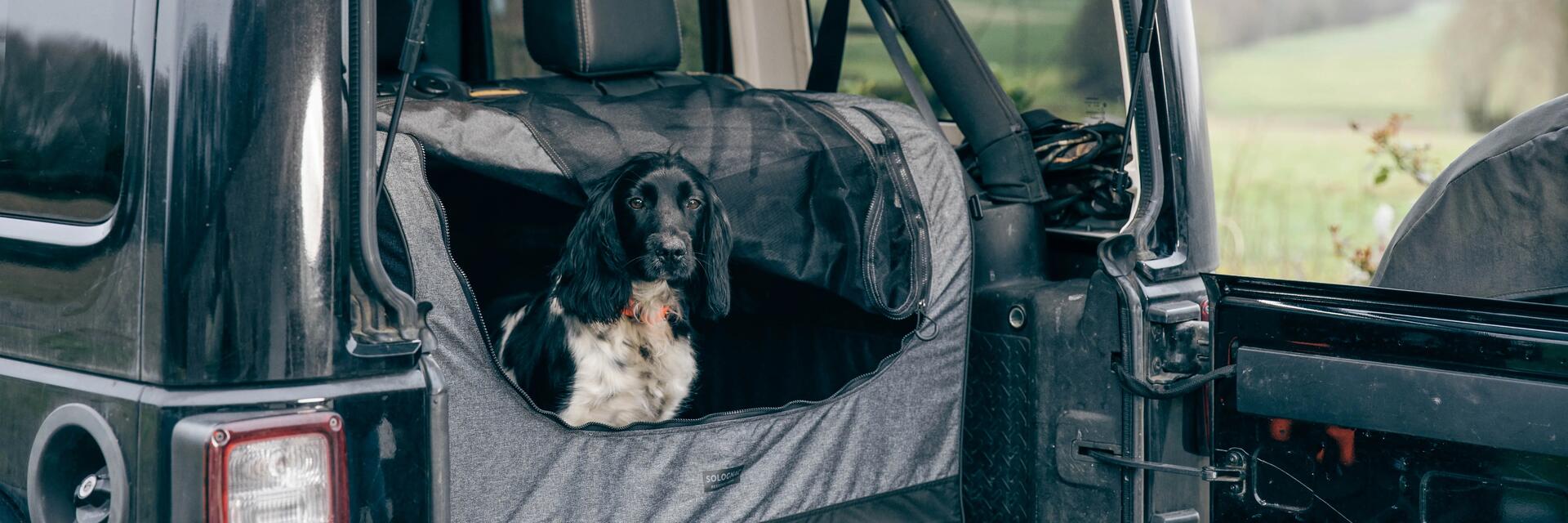 Pies siedzący w transporterze czekający na przewóz samochodem