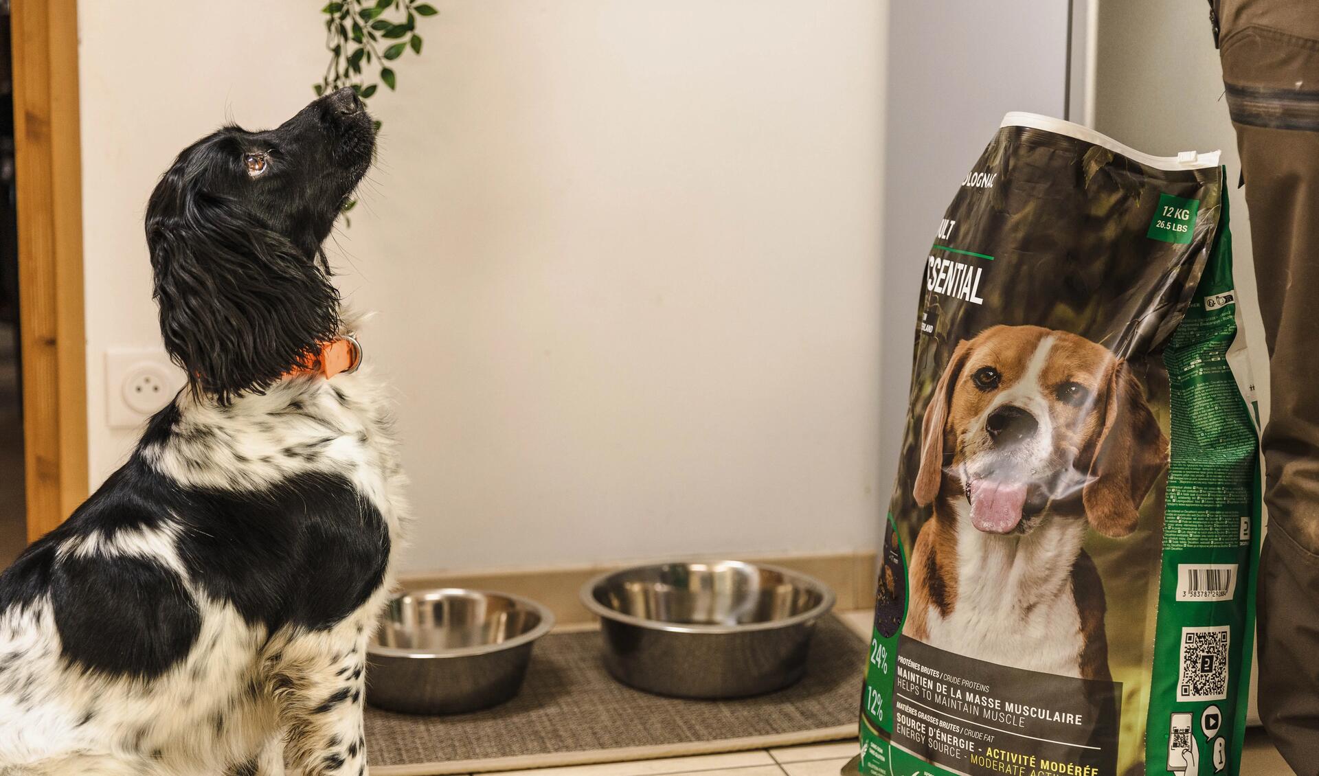 Un chien qui attend sa ration de croquettes