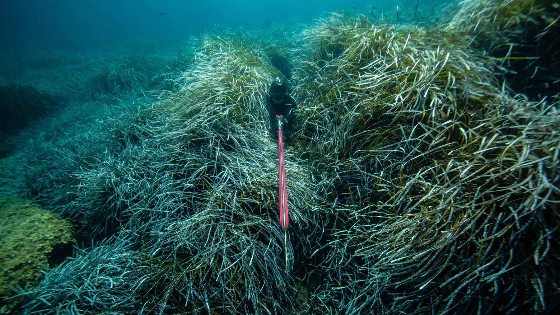 Comment choisir son arbalète de chasse sous-marine ? 