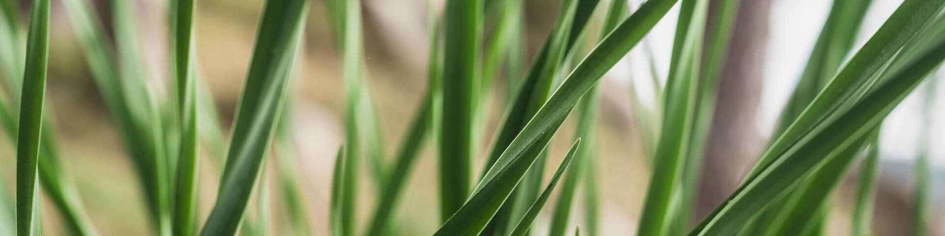 草本植物的照片