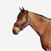 Licol équitation Cheval - Confort Bleu noir