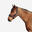 Capezza equitazione cavallo CONFORT blu-nero