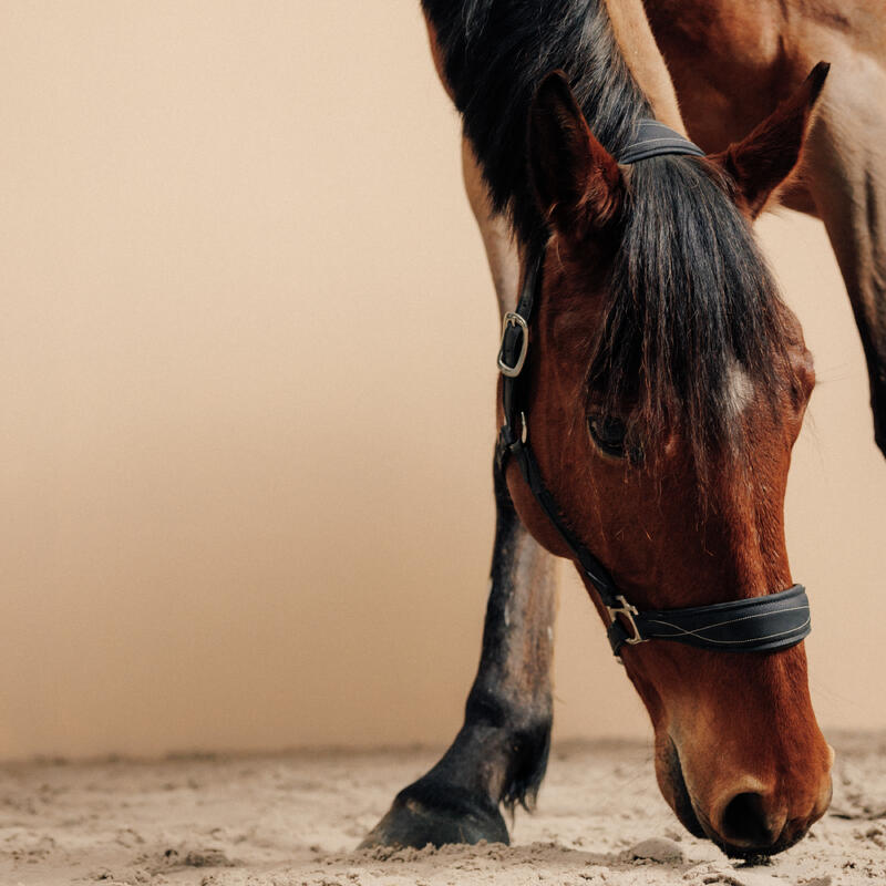 Cabestro equitación fouganza 500 poni y caballo negro