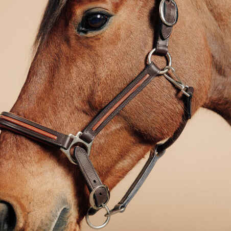 Horse Riding Leather Halter for Horse & Pony 900 - Brown