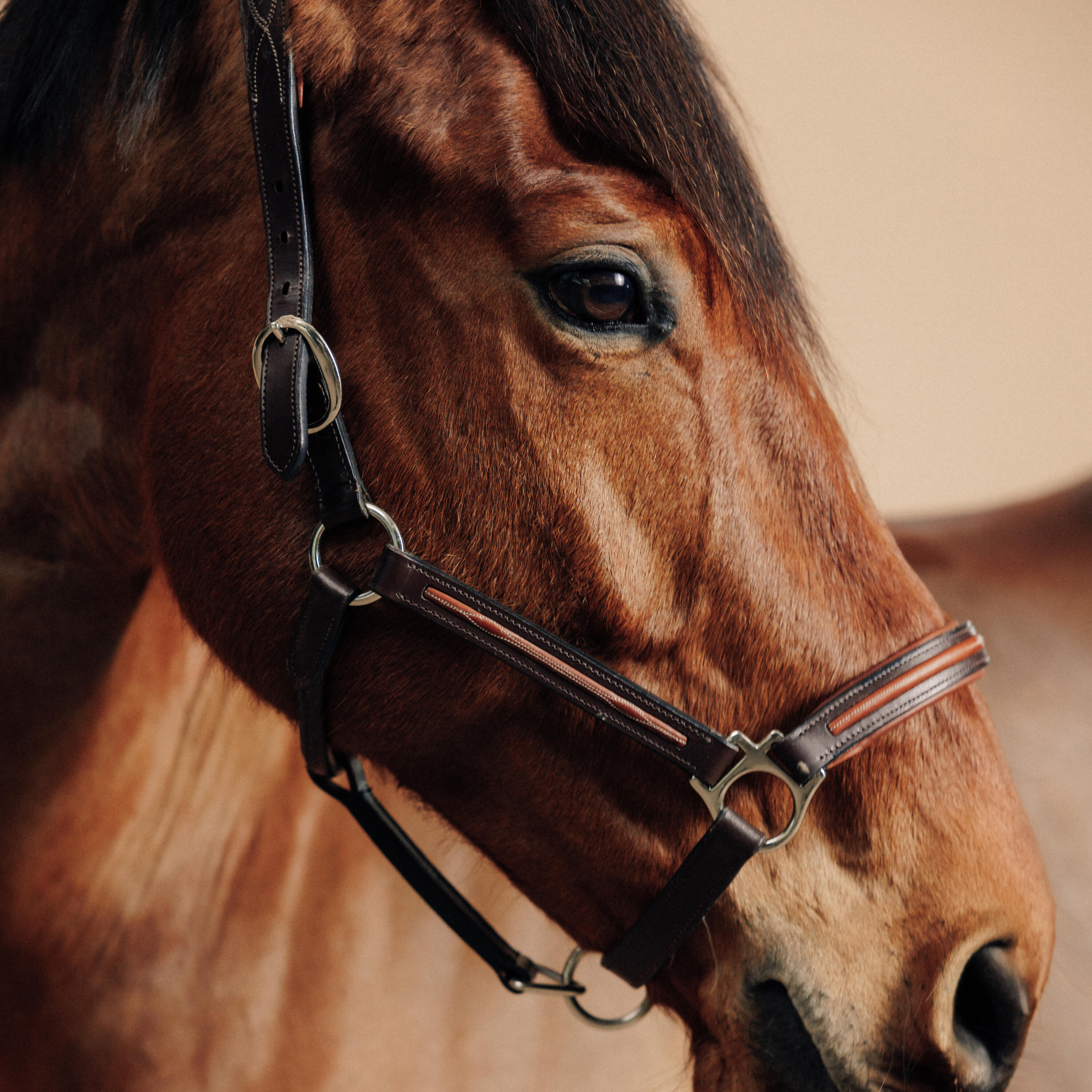 Leren halster ruitersport paard en pony 900 bruin 3/4