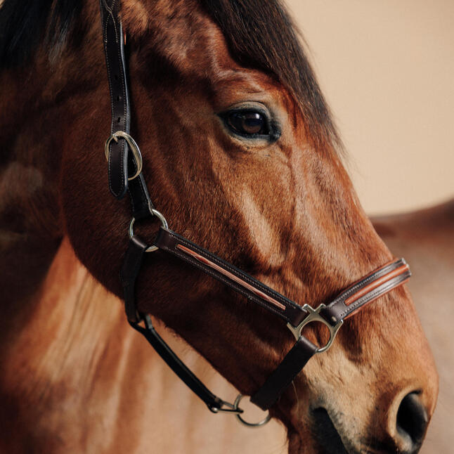 Licol Pour Cheval Et Pony Avec Cristaux - Cuir Décoré Paillettes - Taille COB, Noir/LCT