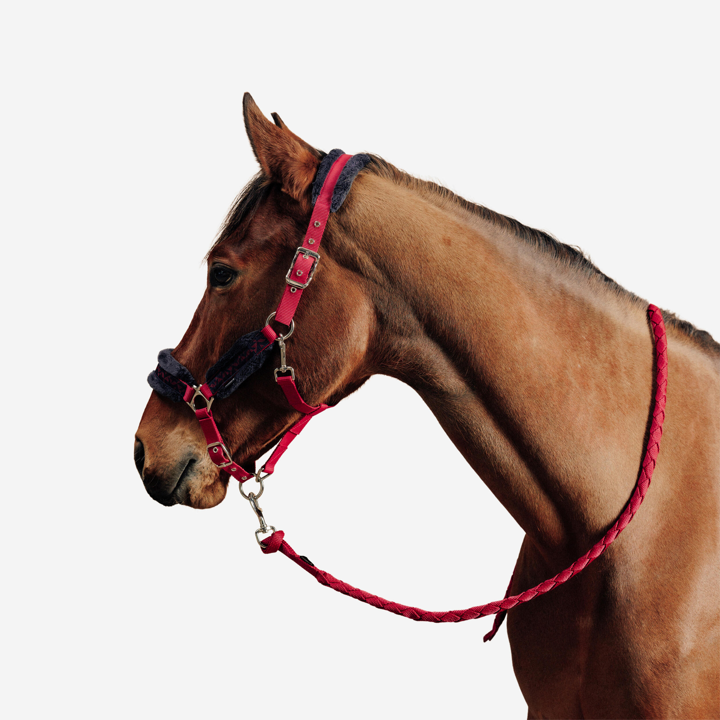 Kit licou et longe d'équitation pour cheval et poney - Confort rose/bleu