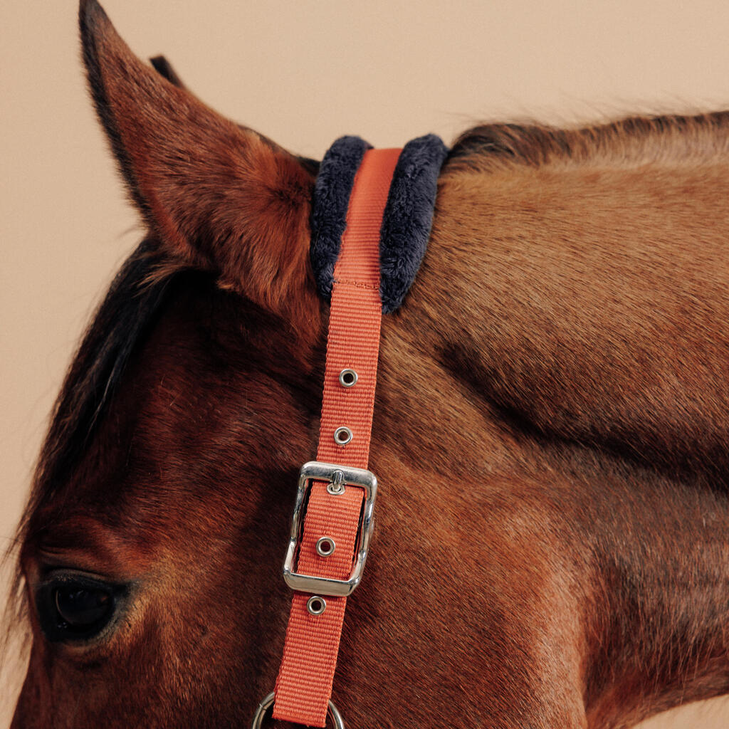 Halfter + Führstrick Pferd/Pony - Comfort bordeaux/blau
