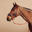 Conjunto Cabeção + Guia de Equitação Cavalo e Pónei Confort Terracota/Azul (Conjunto)