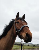 Mors cheval