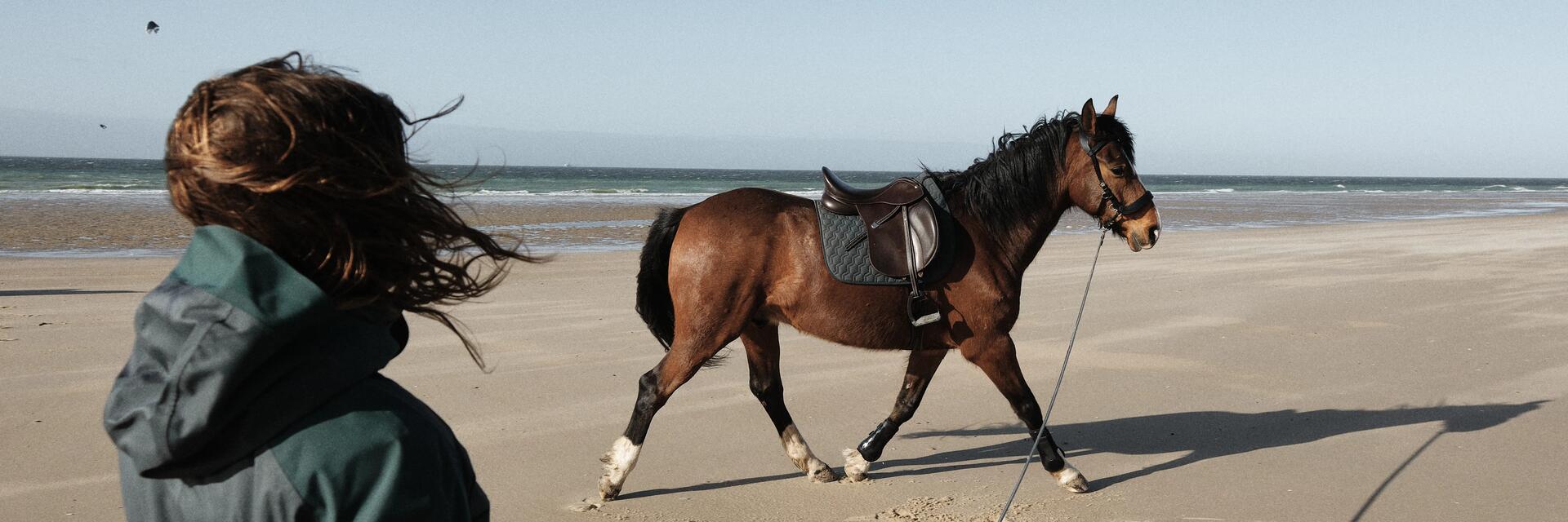 Cuidados del caballo