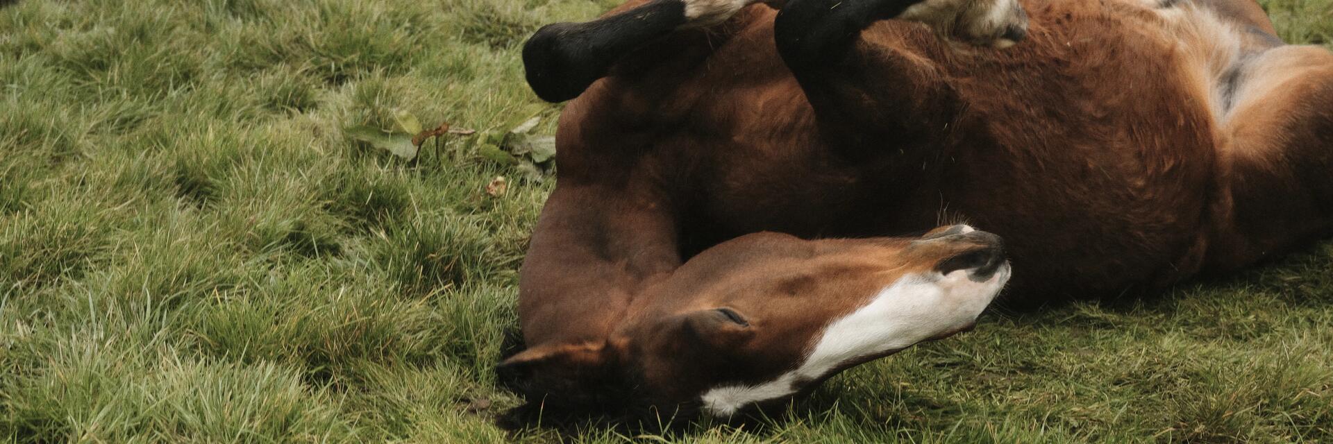 Koń leżący grzbietem na trawie cierpiący na kolkę