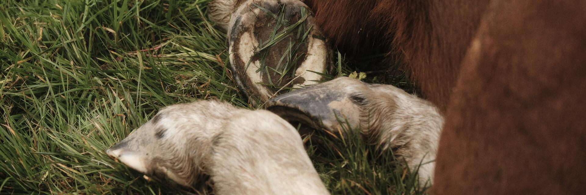 Pferdehufe pflegen: Gründliches Auskratzen des Strahls mit einem Hufkratzer!