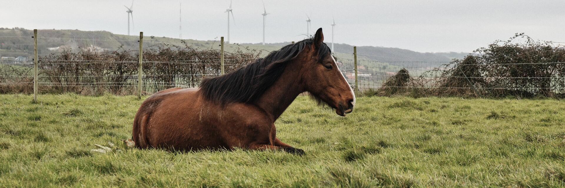 Caballo descansando en el pasto