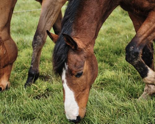 Paardensupplementen