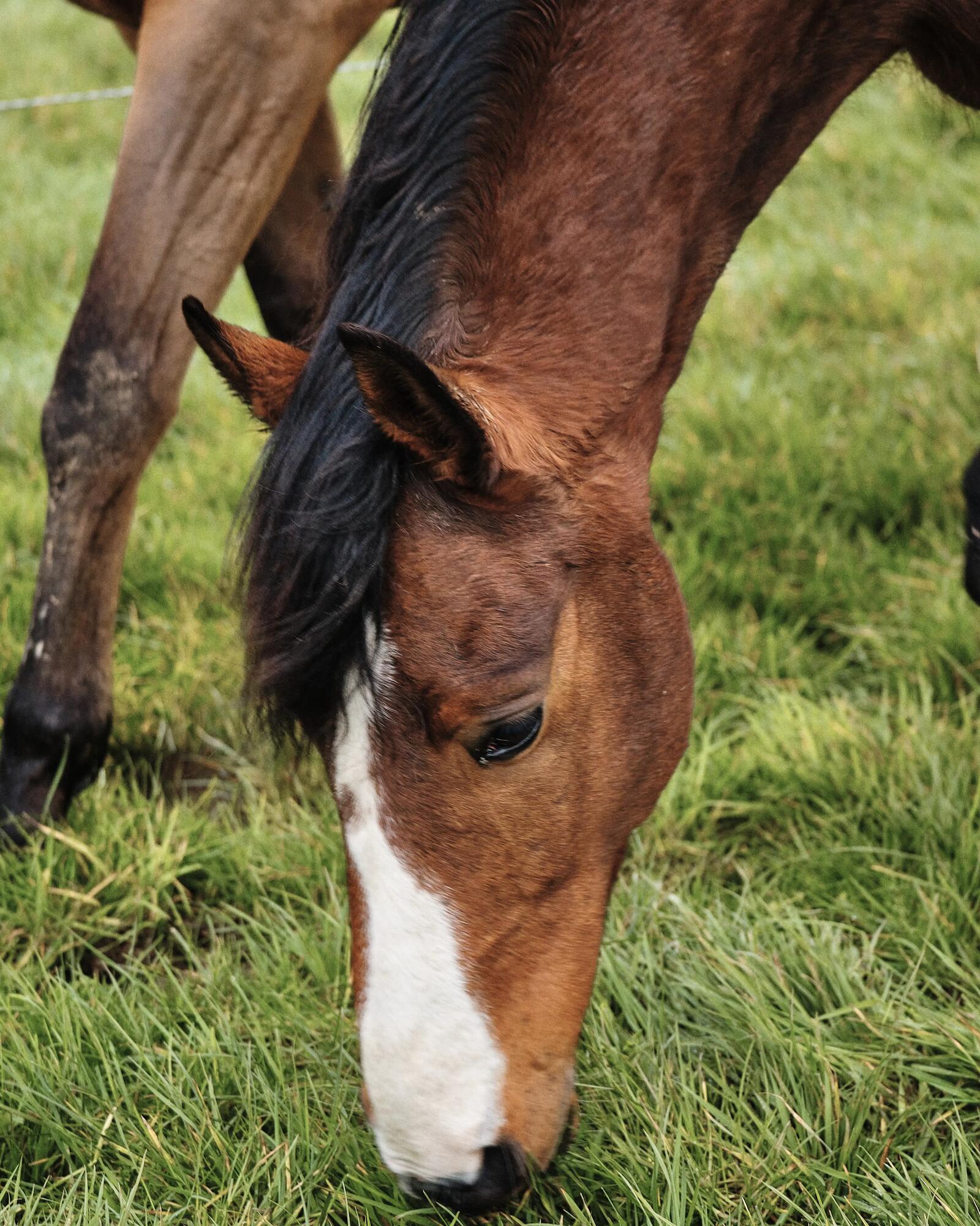 Paardensupplementen