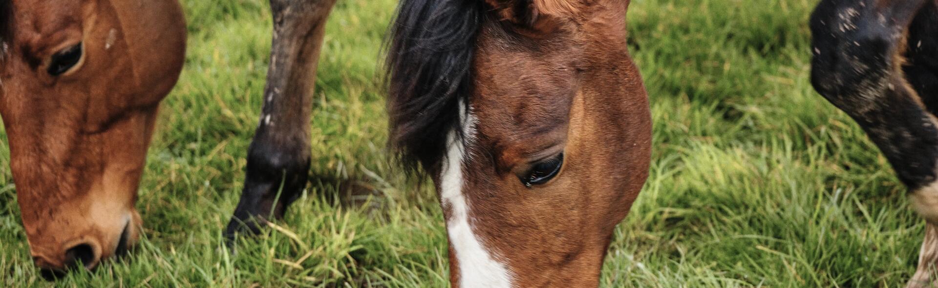 Paardensupplementen