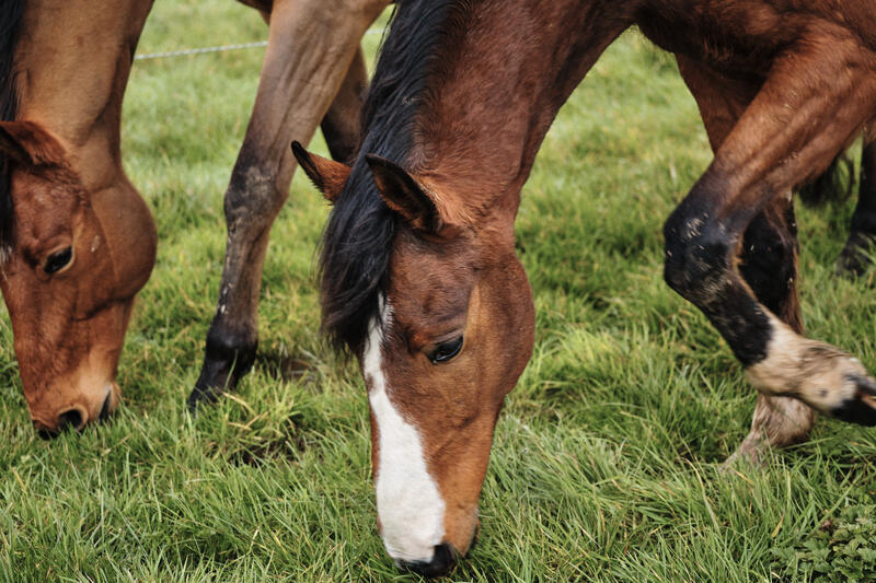 Het gebruik van paardensupplementen