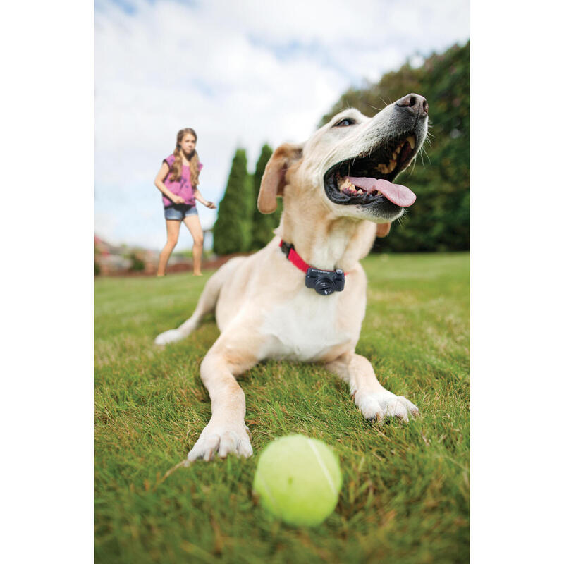 Onzichtbare omheining voor honden