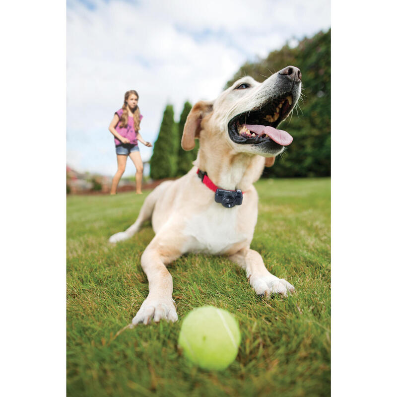 Comprar Valla Invisible PetSafe PRF para perros de Razas Pequeñas on line  al mejor precio