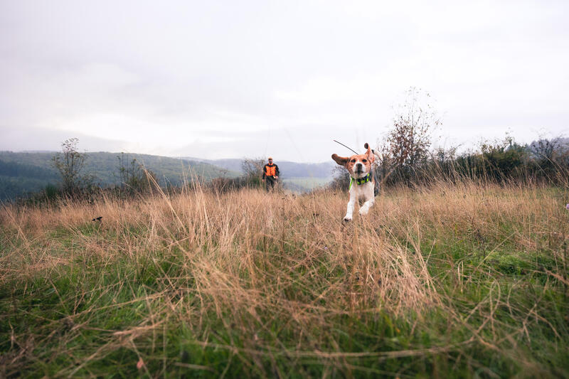 Comment choisir son collier GPS pour chien de chasse ?