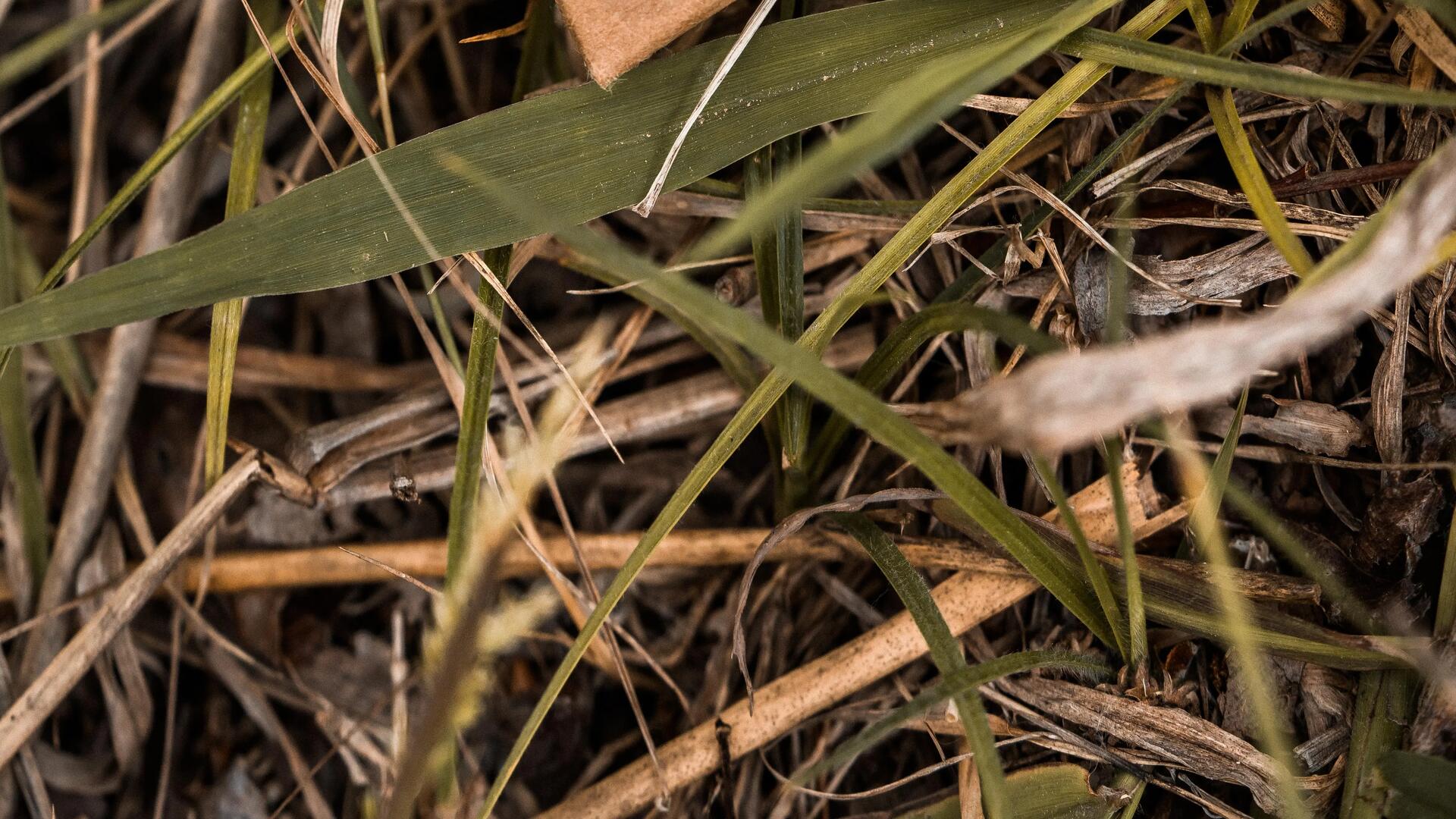 podłoże naturalne