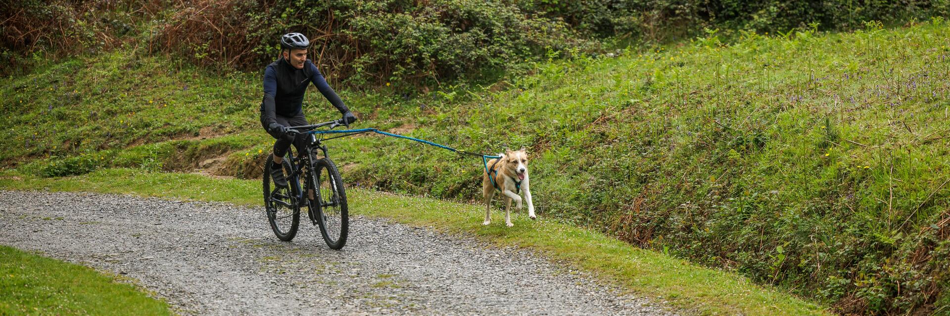 Bikejoring: Disfruta de ir en bicicleta con tu perro