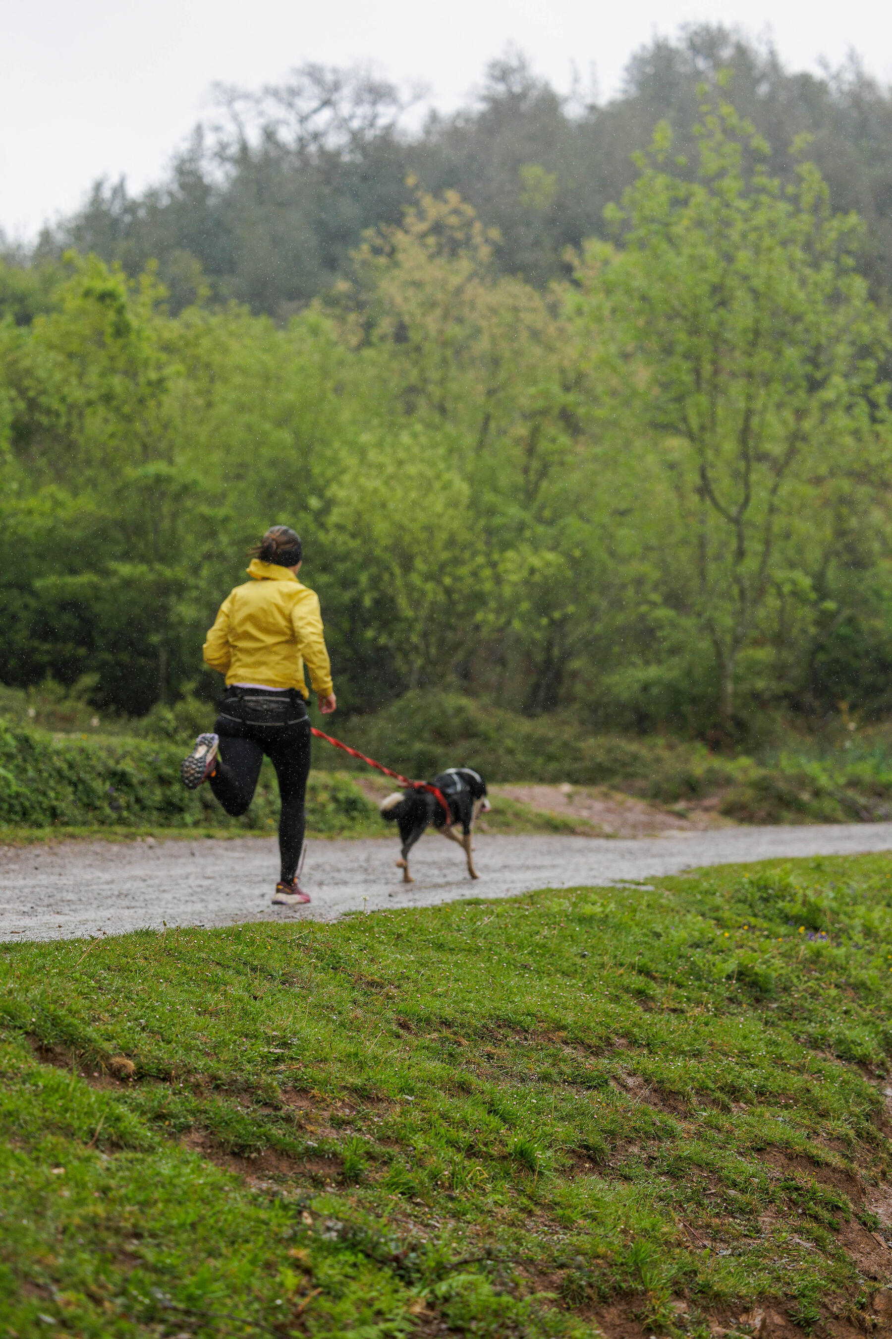 Canicross, Jogging & marche pour chiens