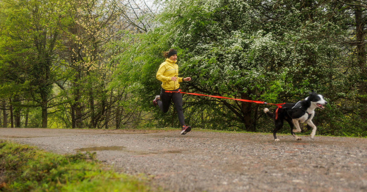 Ceinture de canicross : comment choisir ?