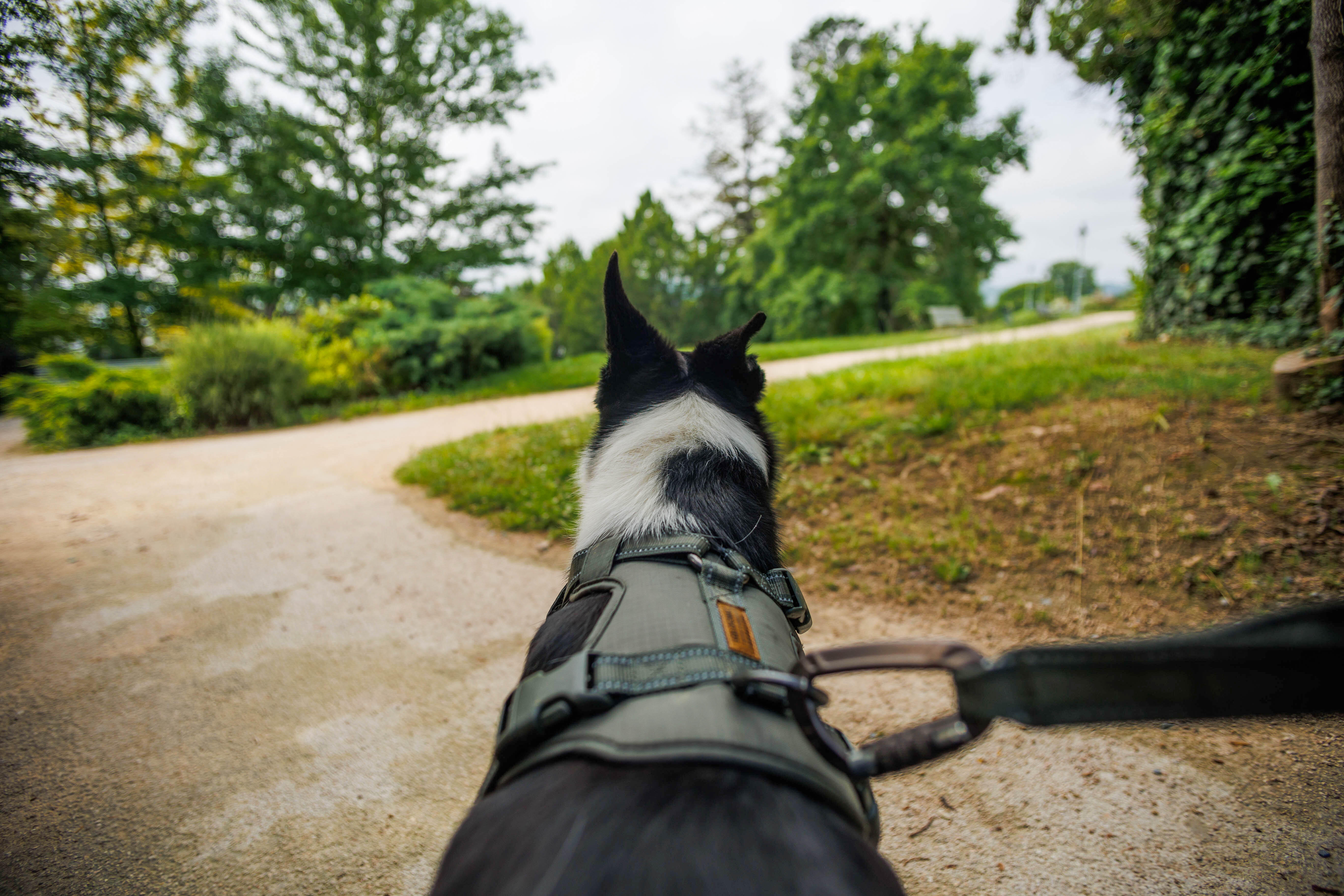 Harnais pour chien, 500 - CAPERLAN