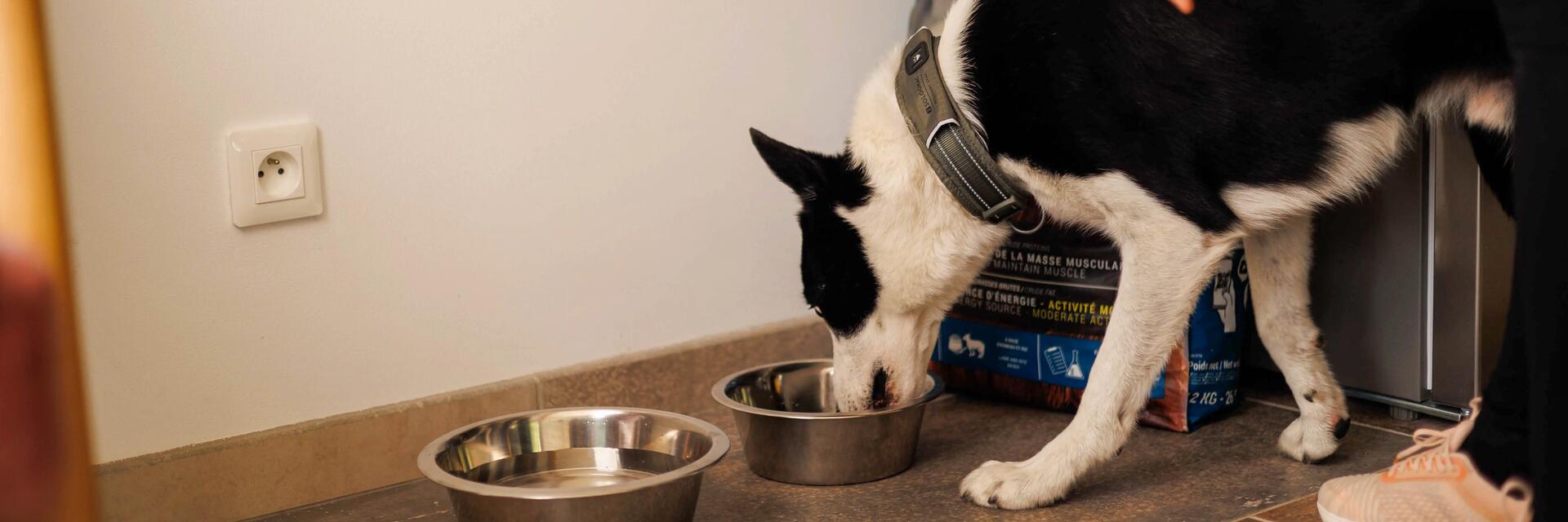 perro comiendo pienso