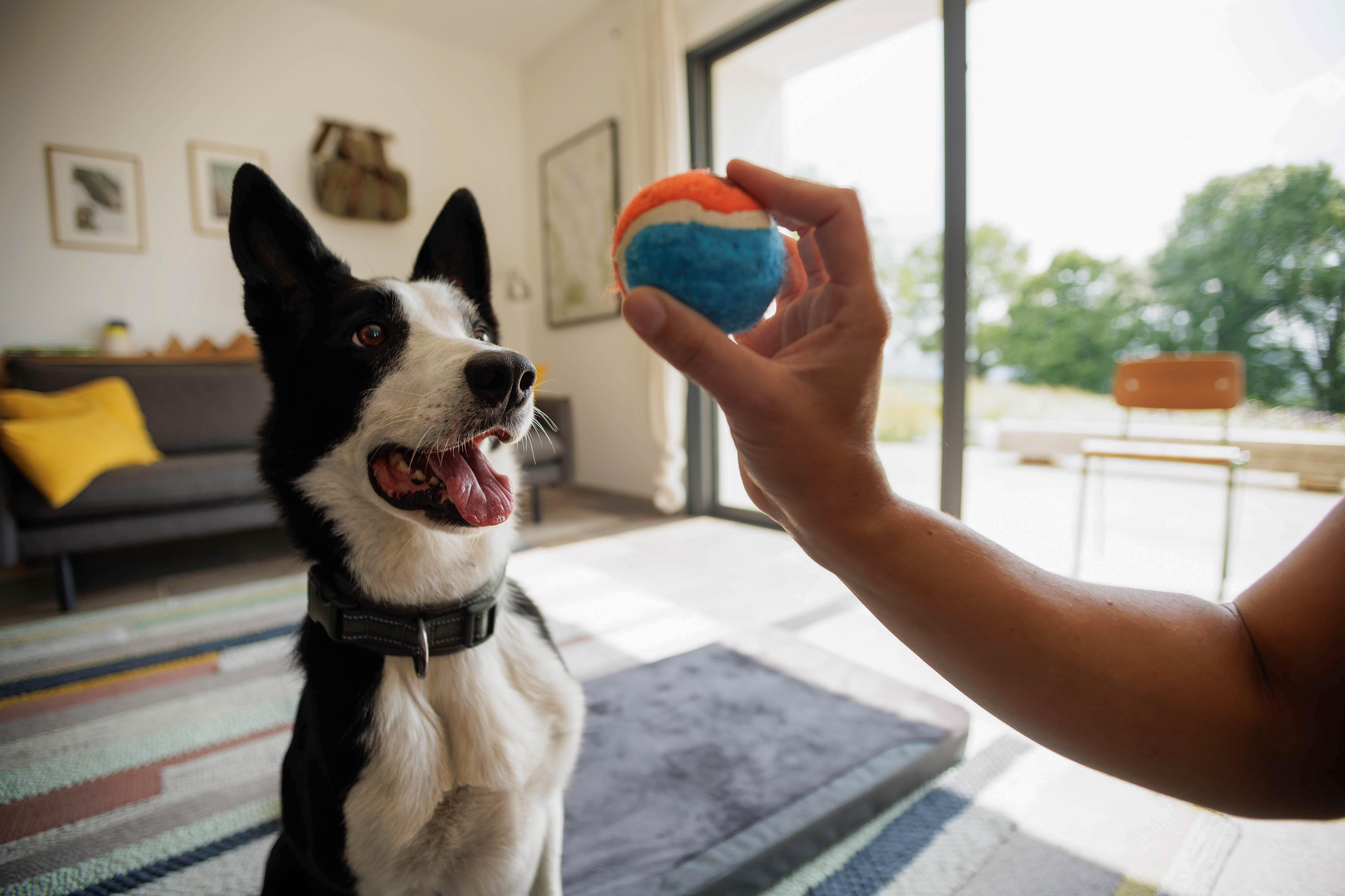 Collier pour chien, Outdoor 500 - CAPERLAN