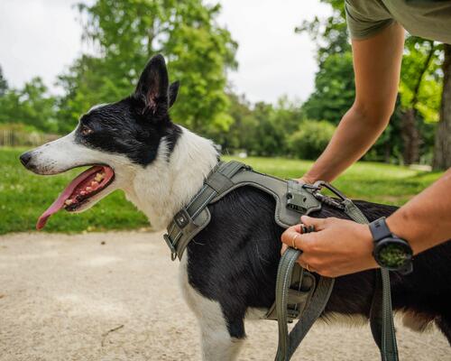 Comment choisir la taille d'un harnais pour chien ?