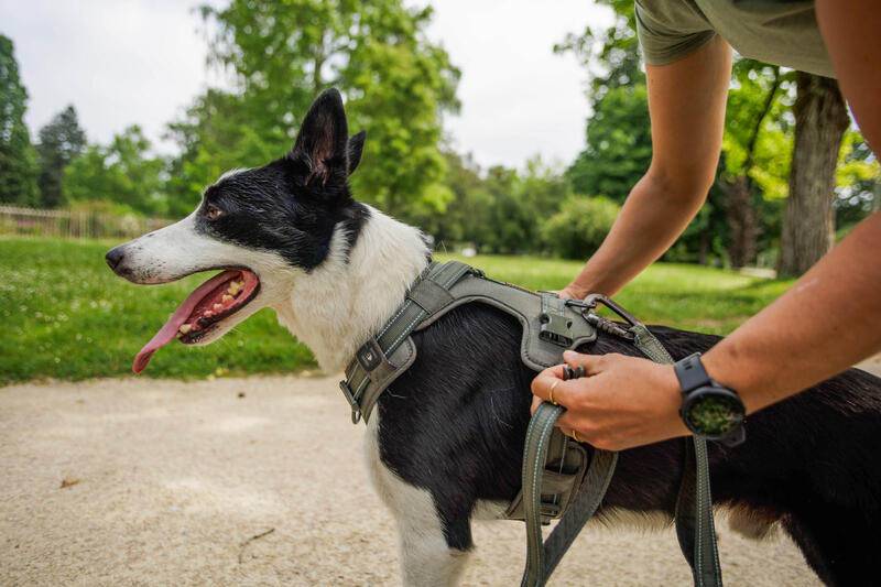Comment choisir la taille d'un harnais pour chien ?