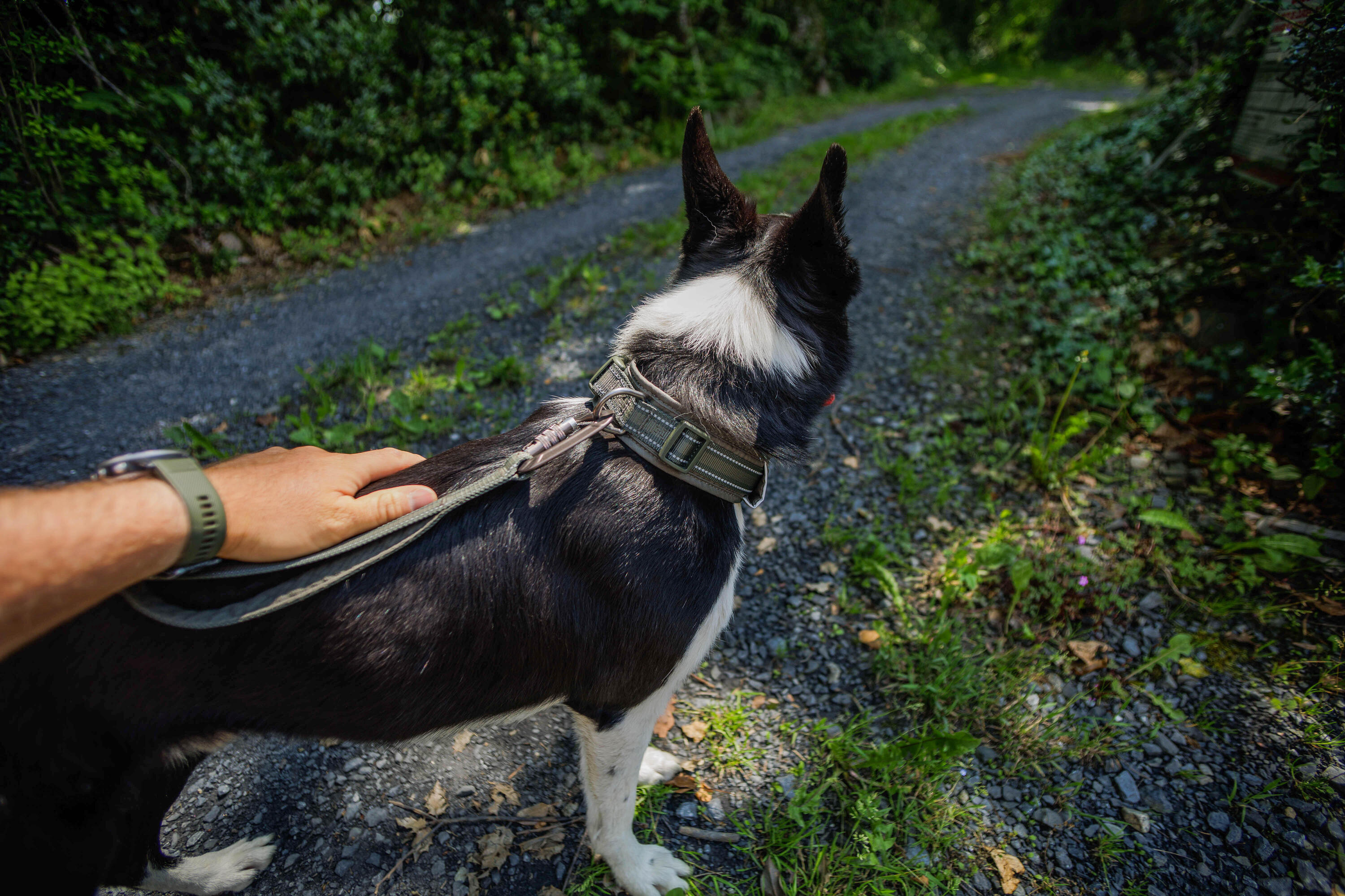 Collier pour chien, Outdoor 500 8/11
