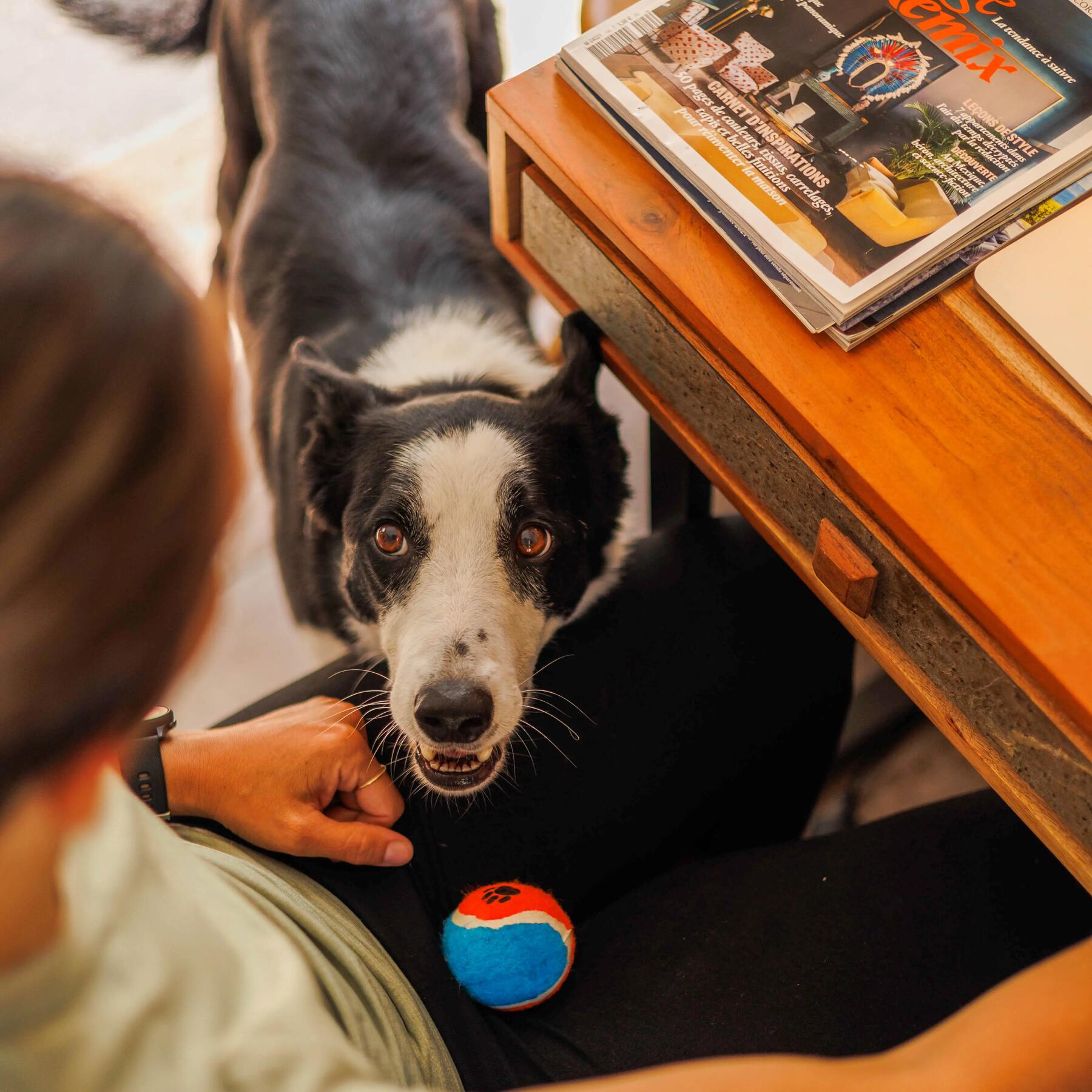 Les premiers pas de l education du chien